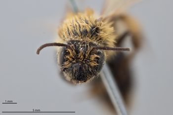 Media type: image;   Entomology 771589 Aspect: head frontal view